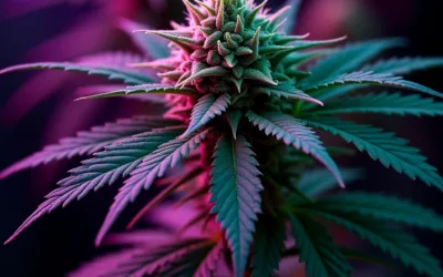 Sementes de Cannabis Medicinal